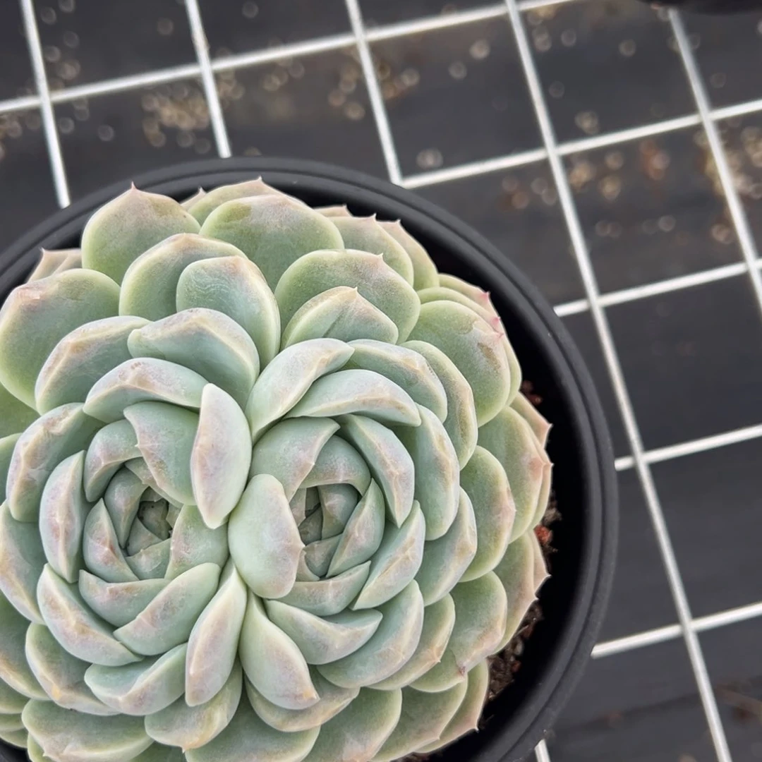 后***?4101肉肉肉肉肉肉