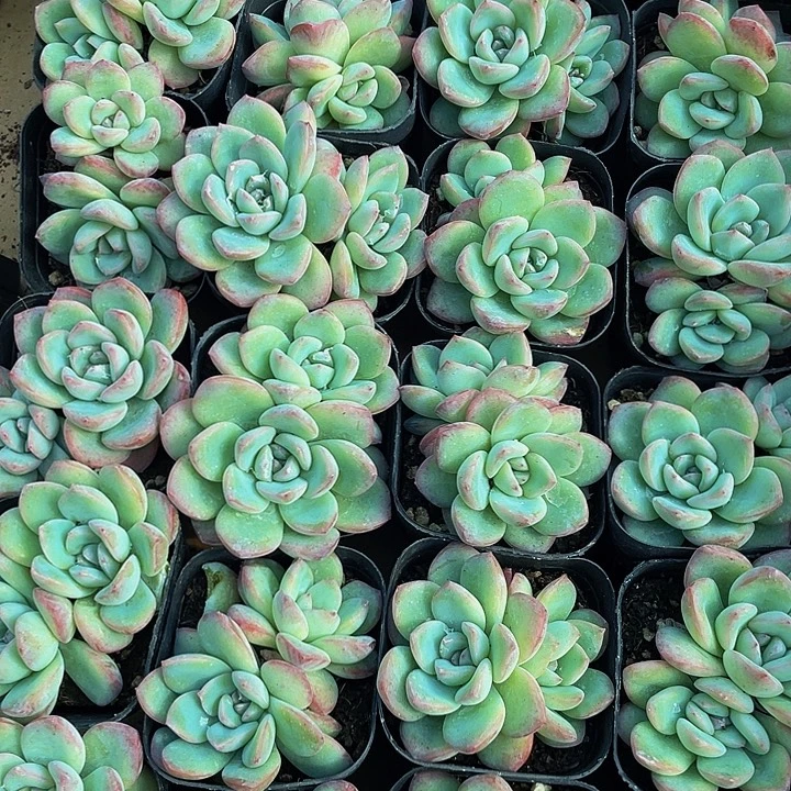 双头大泡芙带盆土发