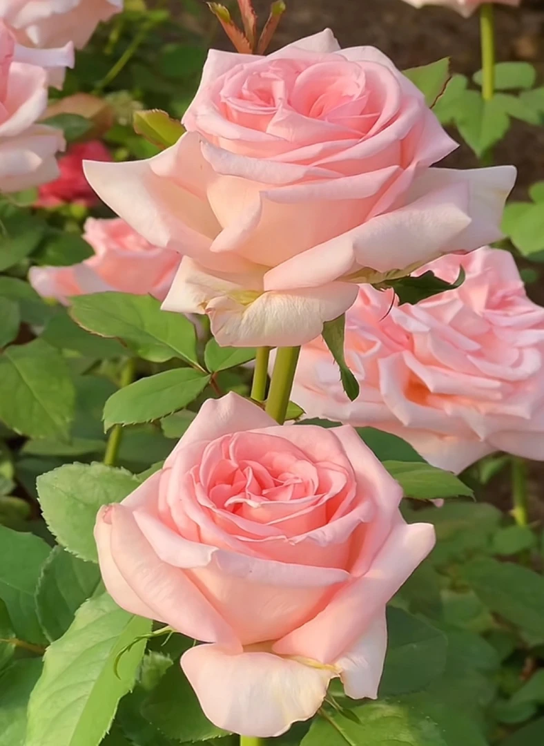 香水宝塔 超新品直立型切花多季节重复开花大花浓香