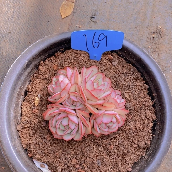 在家闲得发慌呢还是