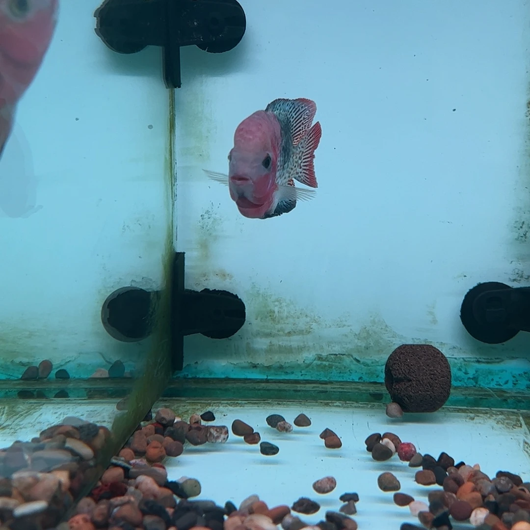 罗汉鱼重血古典罗汉观赏鱼