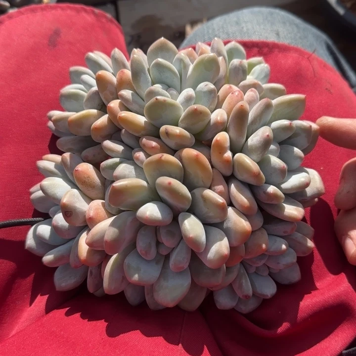 香水老庄五十包邮