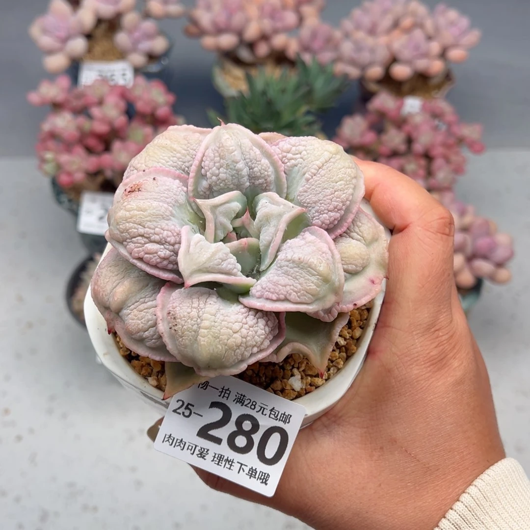 留财饺子皮多肉多肉多肉多肉