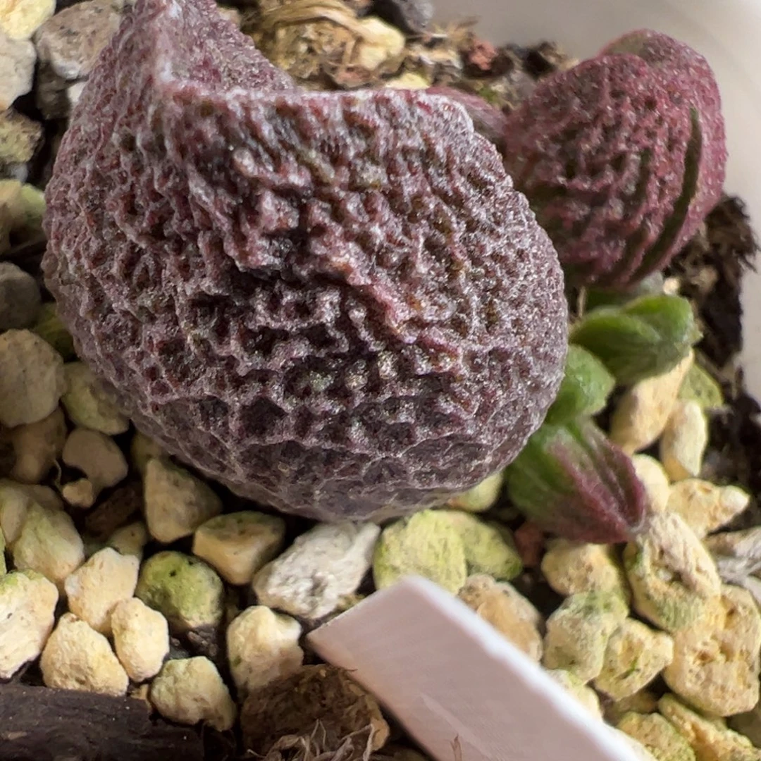 实生新品大苗多肉植物水泡多肉植物