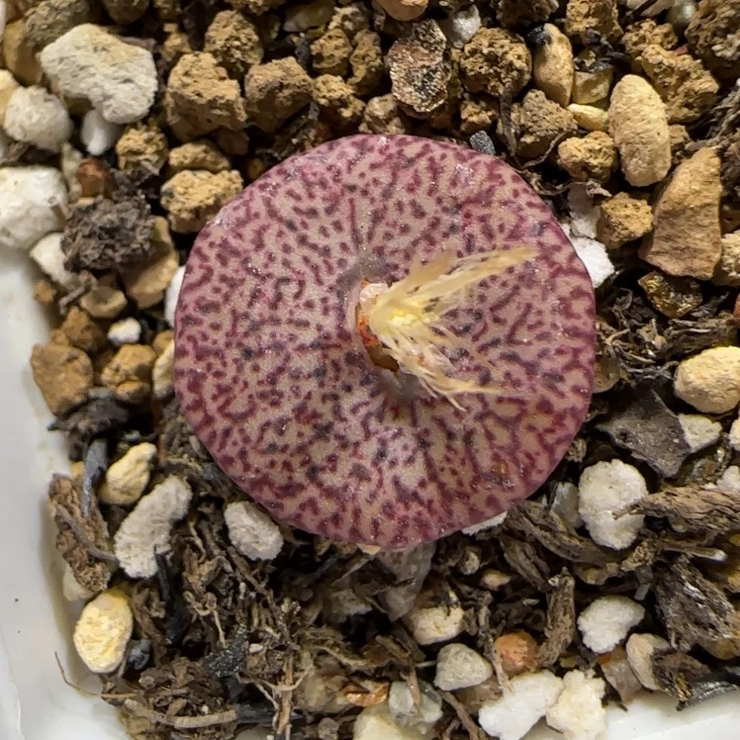 12.10。     密纹安贞。    2019