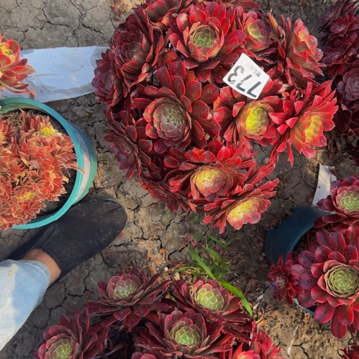 雪姬花29-45包邮花花