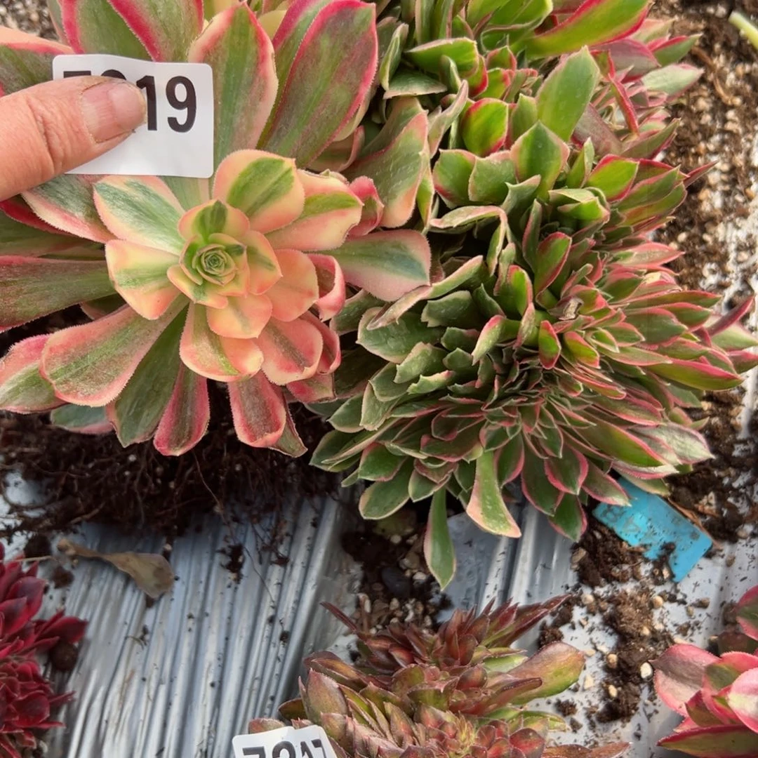 我7219 号多肉法师新年特价花妖