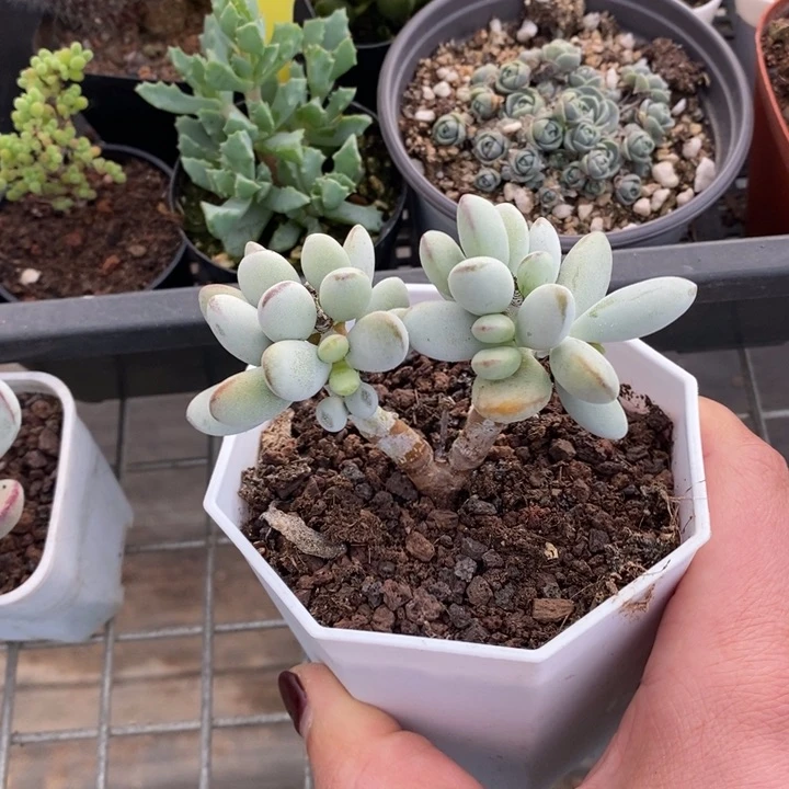 伯克利和格蕾纳等著名音乐家