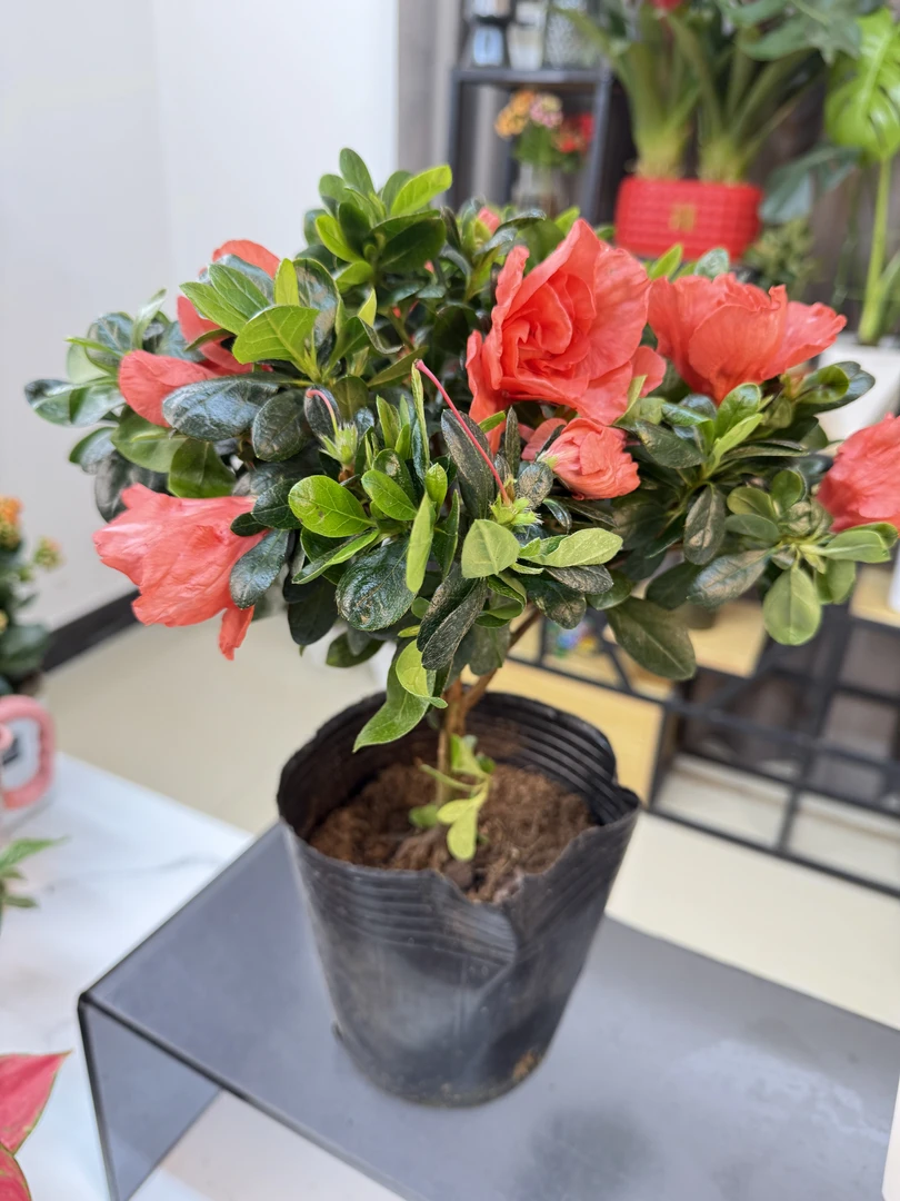 【新疆包邮】胭脂红杜鹃花盆老桩盆栽