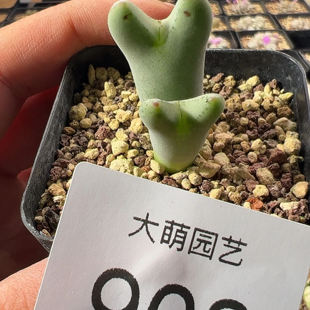 一物一拍。   微瑕908