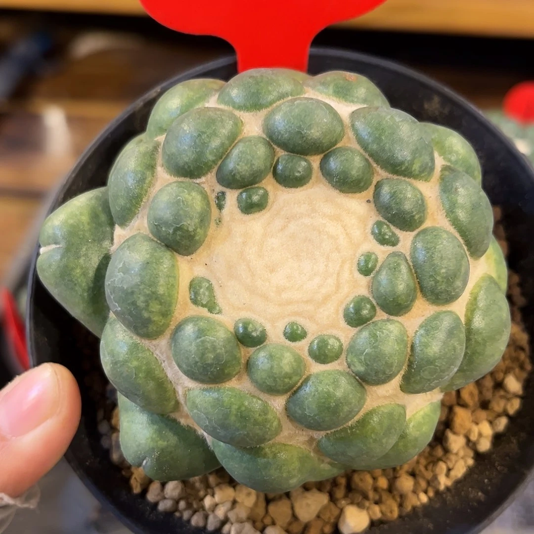 潮流植物 无刺象牙 1-11