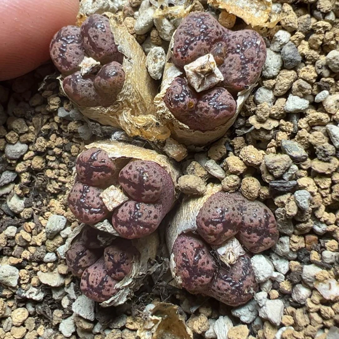 【闪购商品】248……