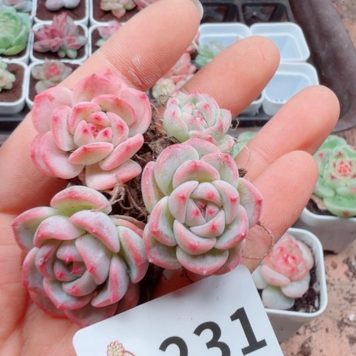 多肉植物多肉植物