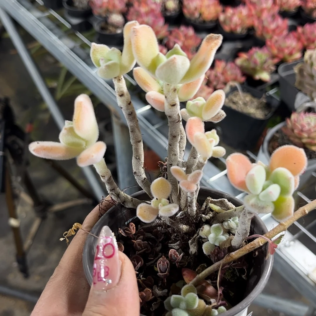 好**耶26062一物一拍单头发货