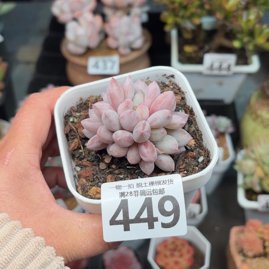 半夏三头无盆土发货