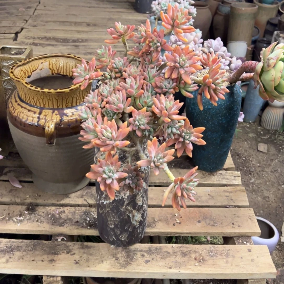 露养老桩秋丽加盆加物流费