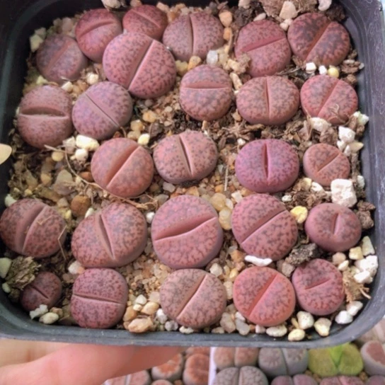 0055，10厘米盆如图一物一拍