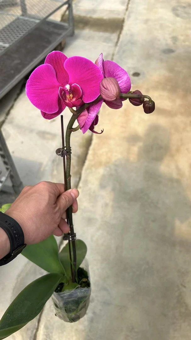 大辣椒蝴蝶兰，单颗