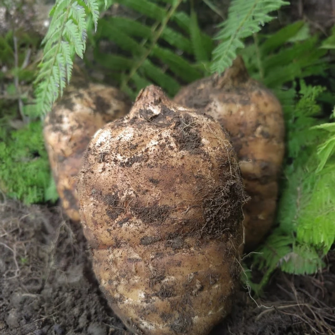 永善山野天麻种植基地仿野生种植现挖现发正宗高山乌天麻