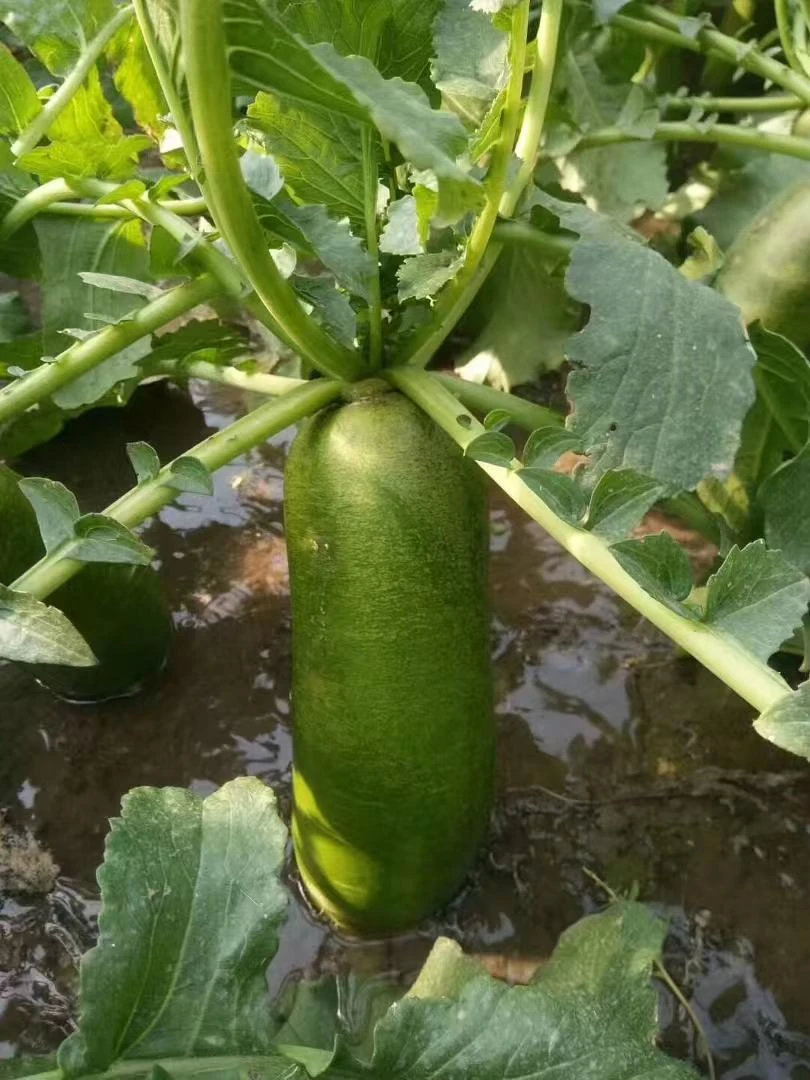 天津慧农农场正宗脆甜小沙窝萝卜天星2号原产地直发5-9斤顺丰包邮