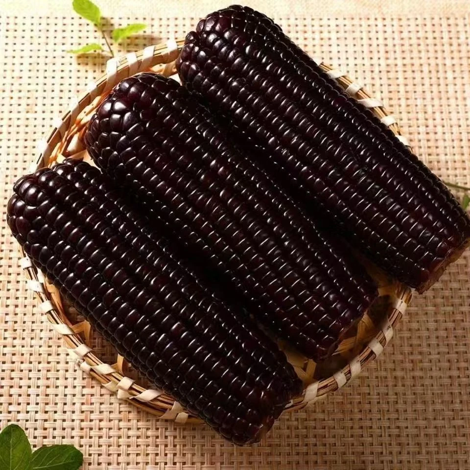 【直播专属】头茬黑糯玉米棒真空包装整箱甜糯玉米250g*8根