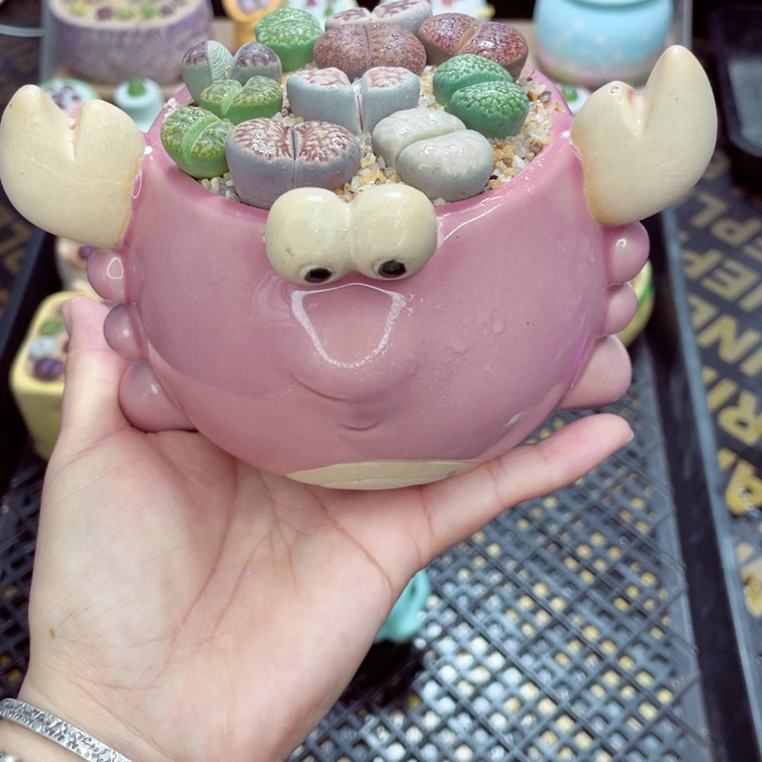w3813盆微瑕 带盆土发货一物一拍