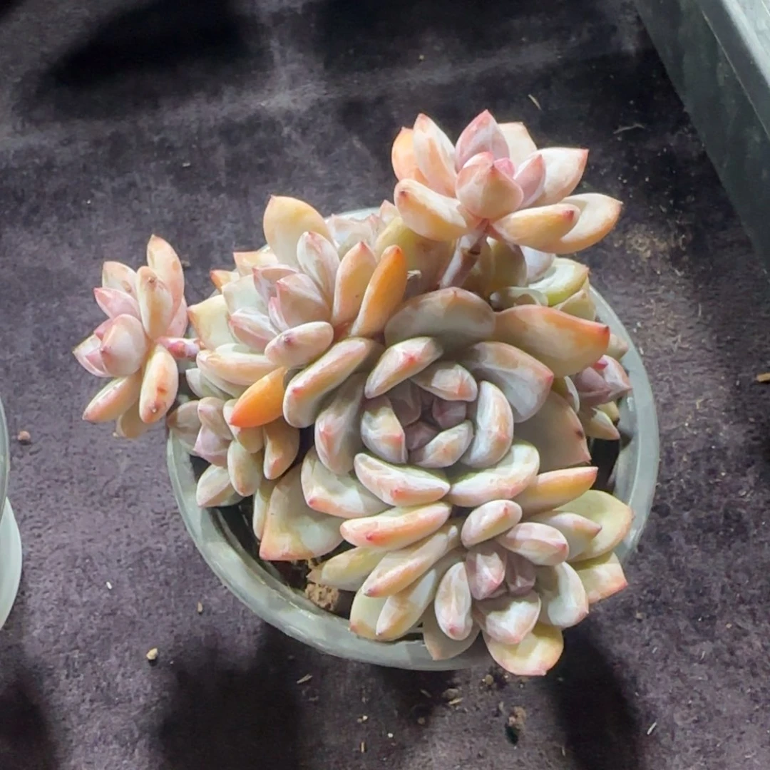 9头小脸星影石榴籽一物一拍