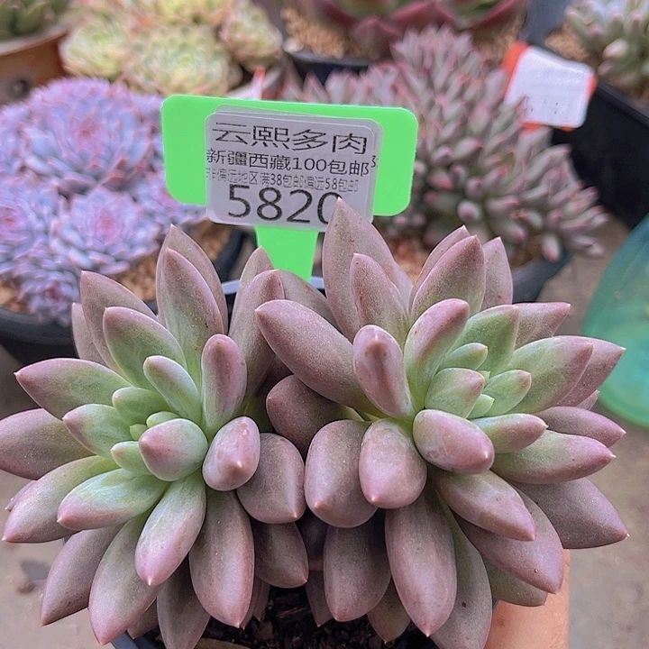 5820水晶球。