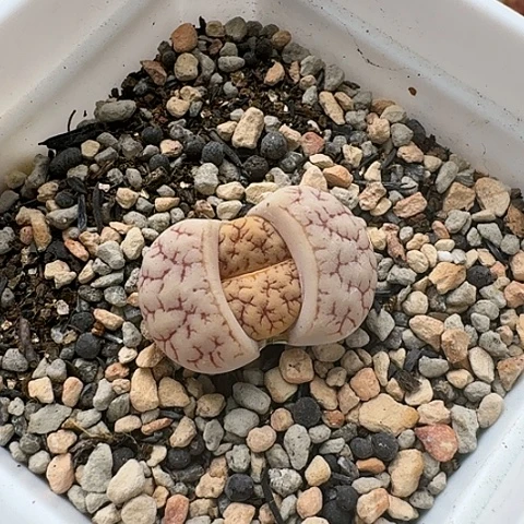 3467，，189，荒玉母本带盆土