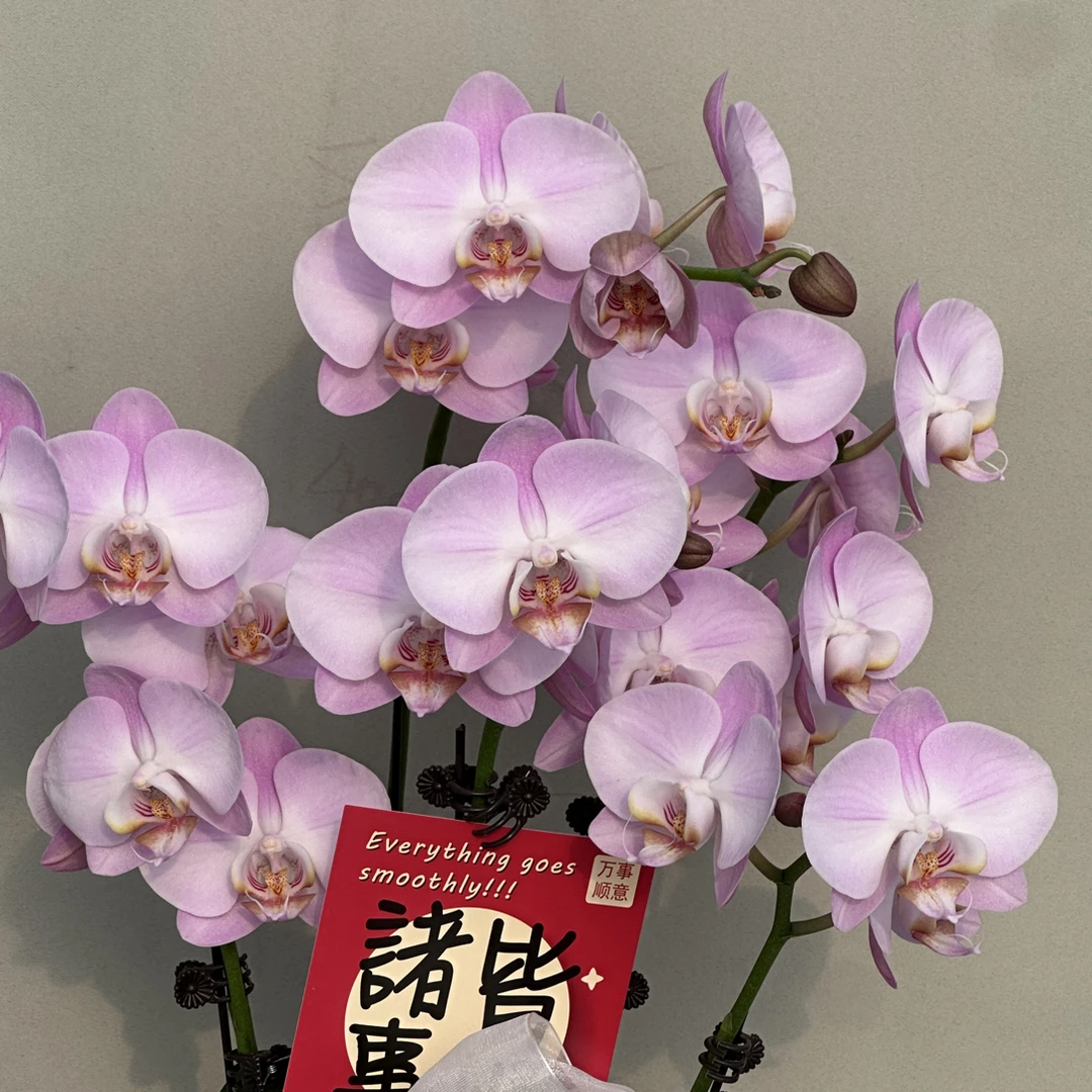 富豪优选（天使3-6）蝴蝶兰 花期长 拍2份配大盆