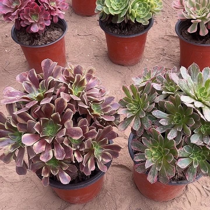 安娜欧佳丽两颗脱土发货