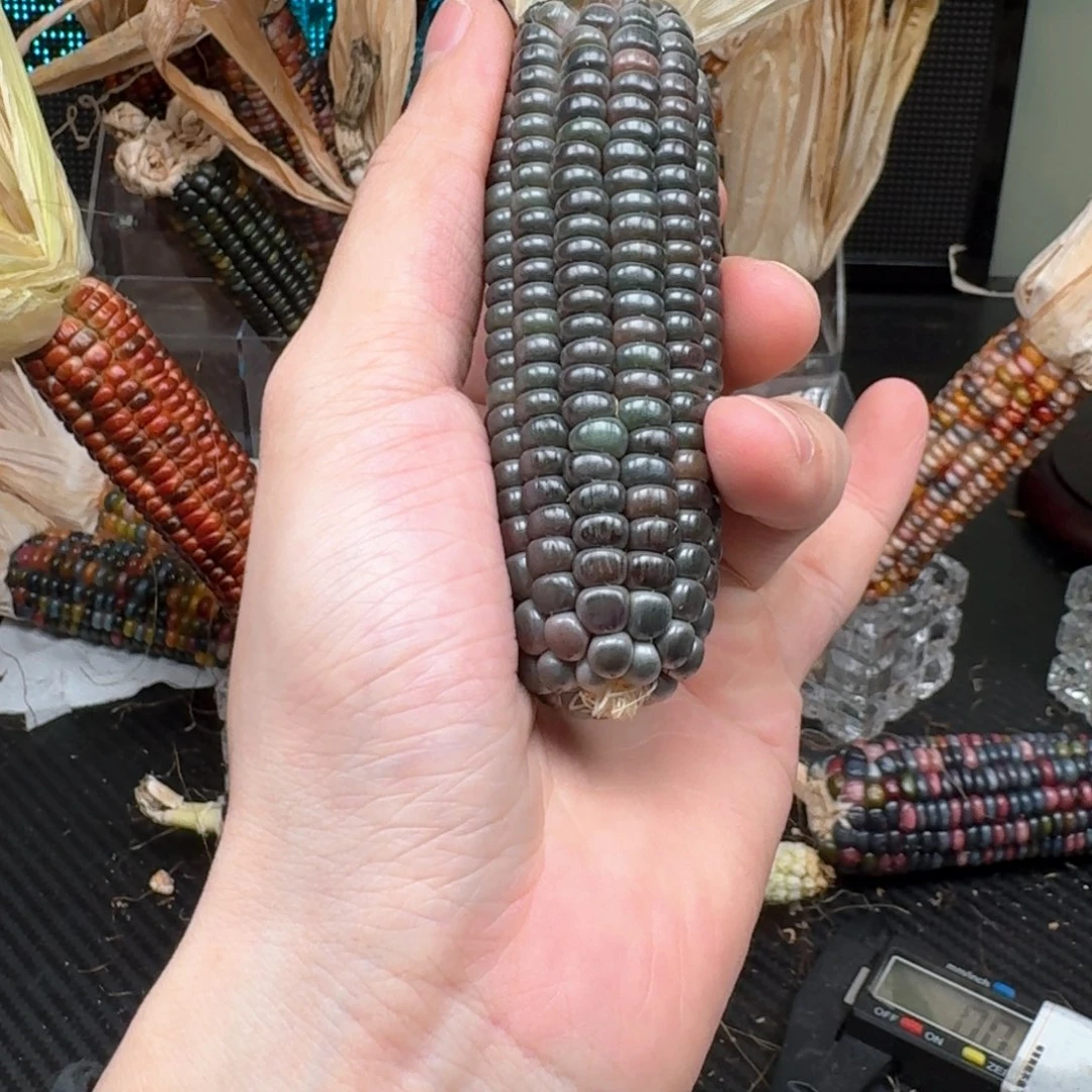 柏香籽/百香籽吊坠满**雪