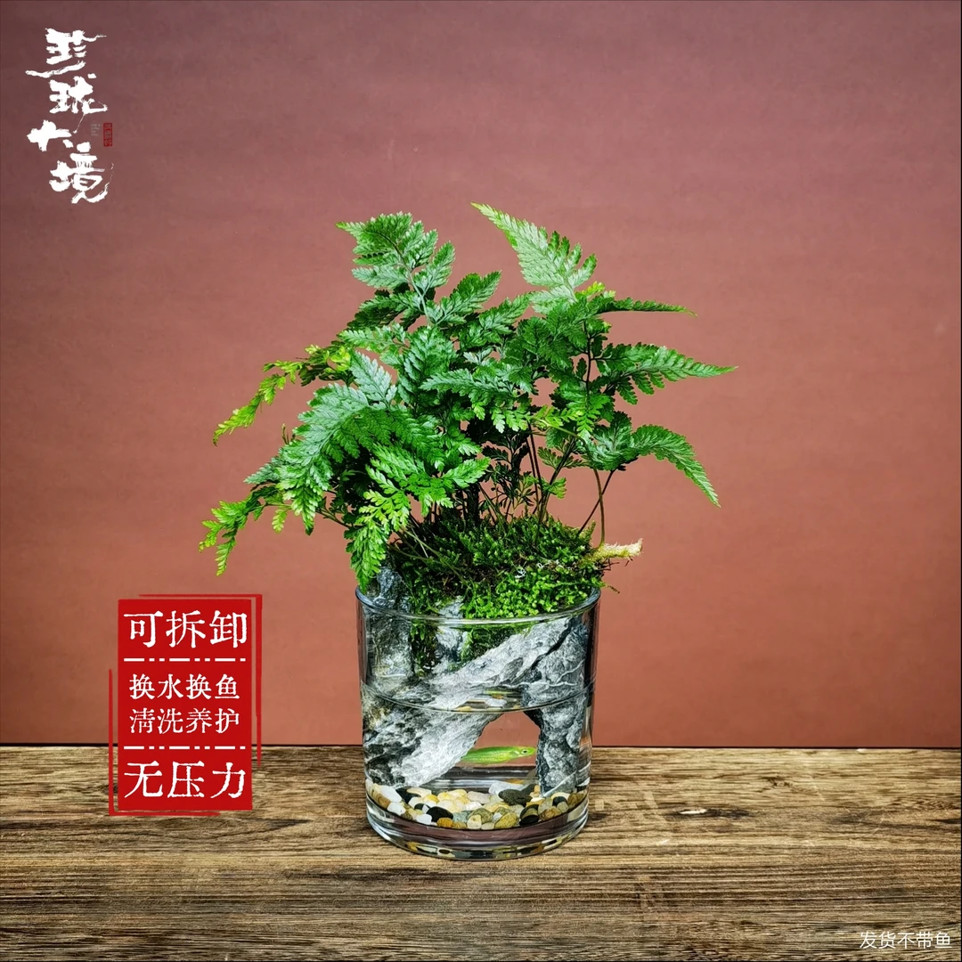 [小丛林b]狼尾蕨创意绿植苔藓室内微景观国风禅意摆件鱼缸10*10cm