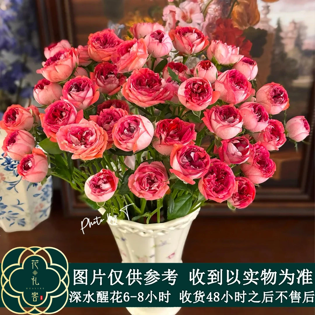 七叶花坊#【沙沙】多头玫瑰 鲜花优选 顺丰直发