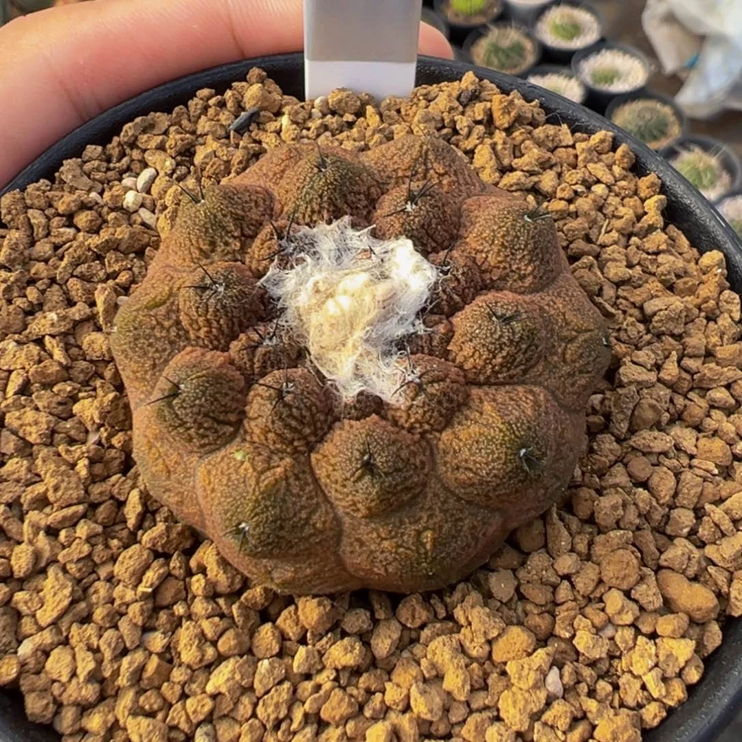 206实生根欧系蜥蜴皮多肉植物带盆土