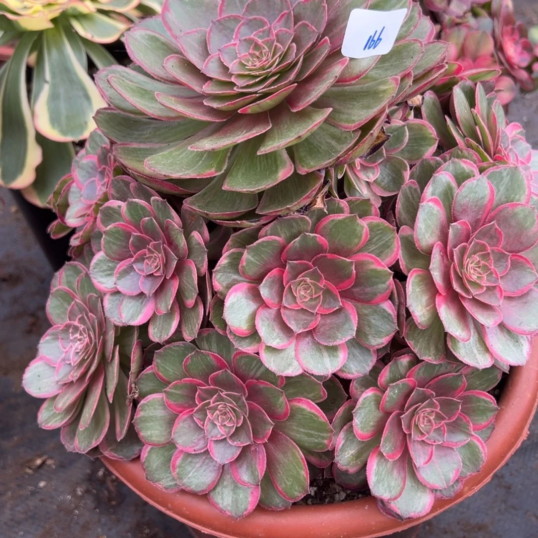 166莲花座炖肉植物洗衣