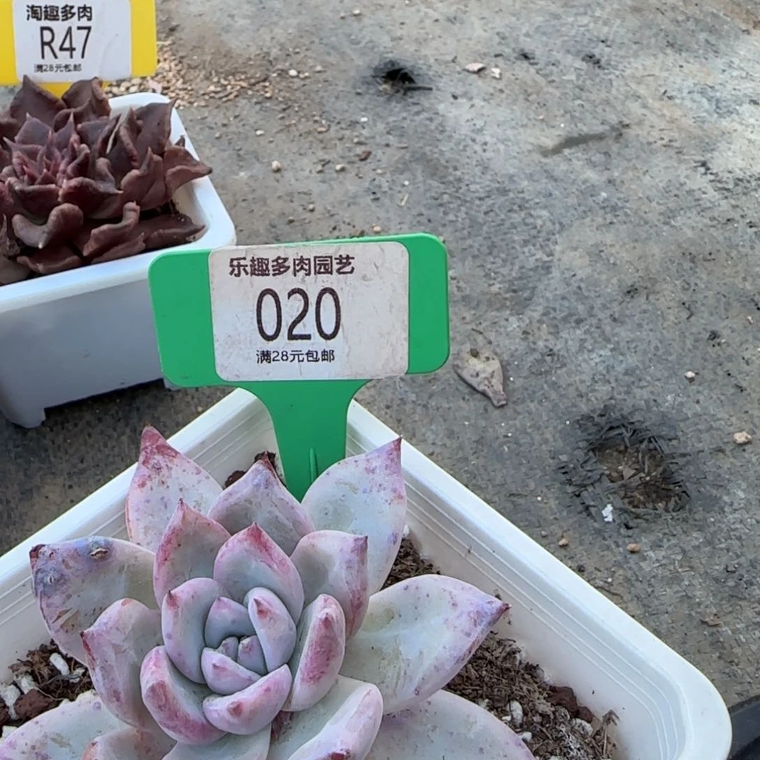 多肉植物，祖母绿杂交