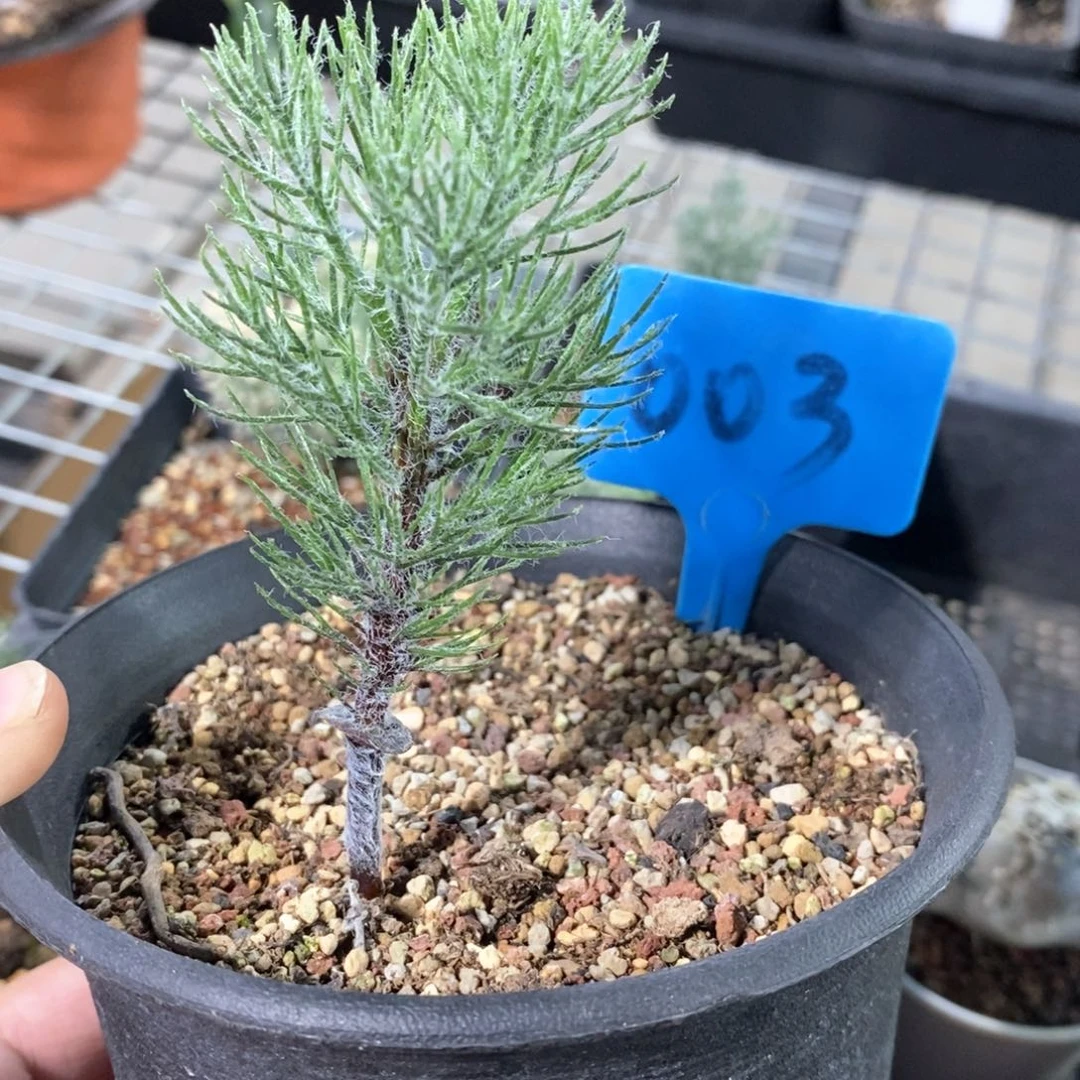 鸡毛掸雾冰玉多肉植物