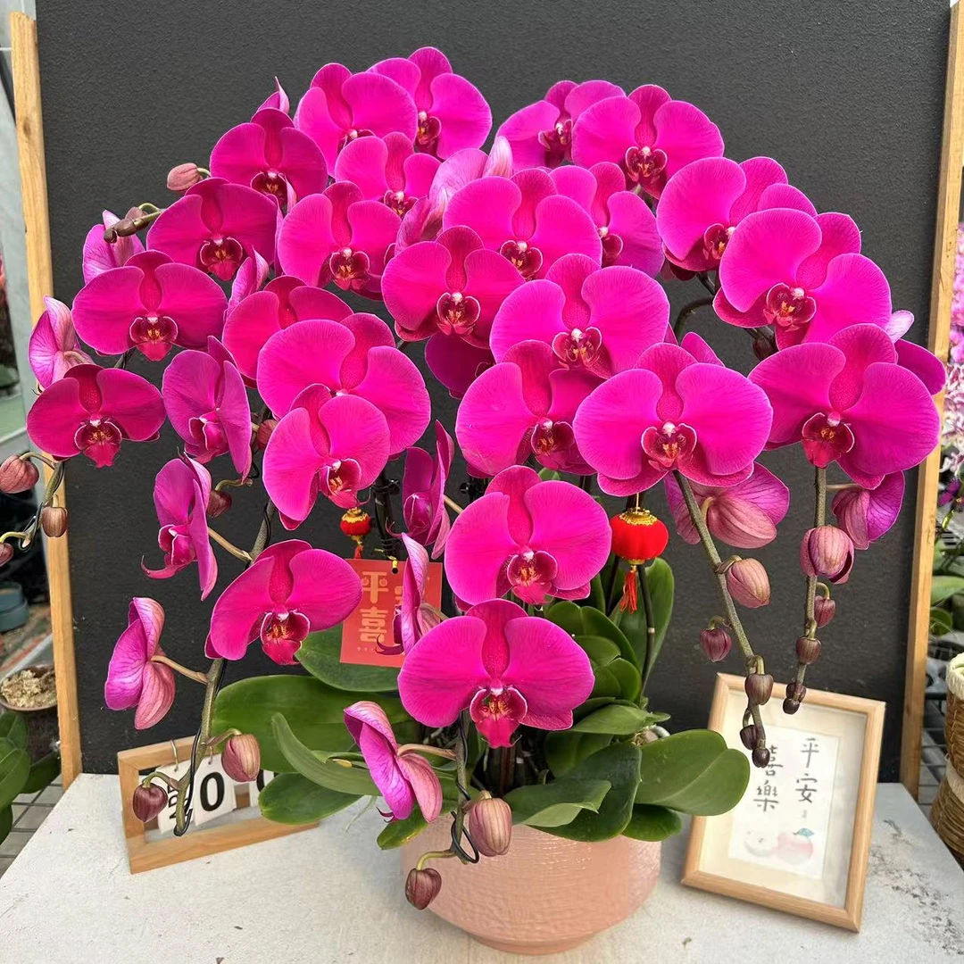 《大辣椒》蝴蝶兰    鲜花室内长花期高端花卉