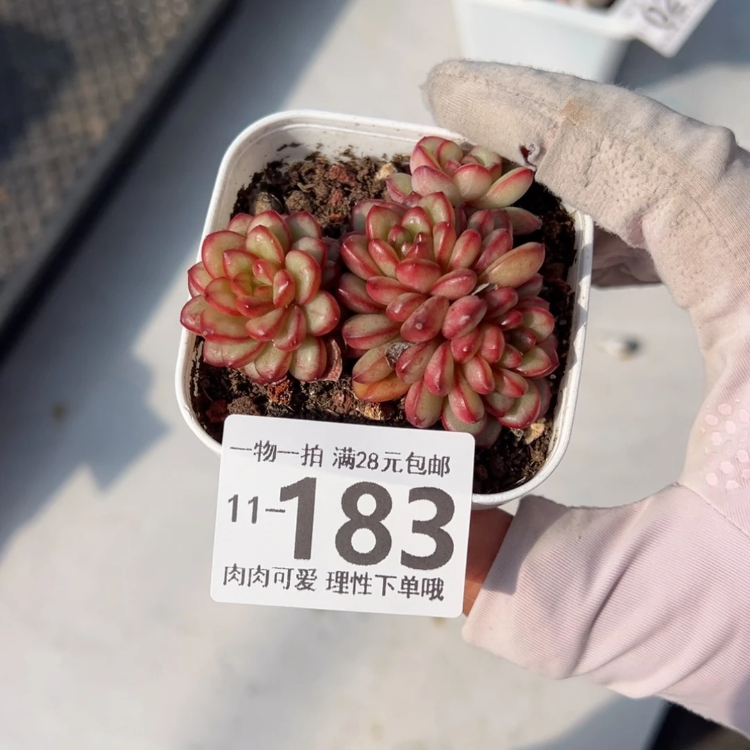 亚当，多肉多肉多肉多肉