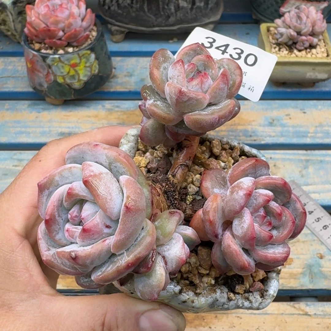 3430石榴籽星影无砍10cm
