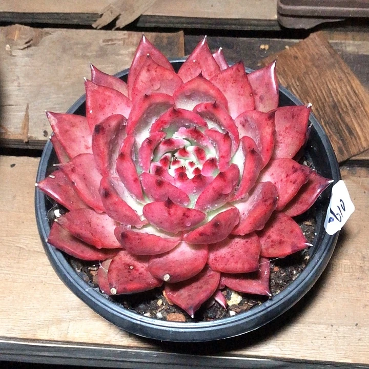 红钻一物一拍多肉