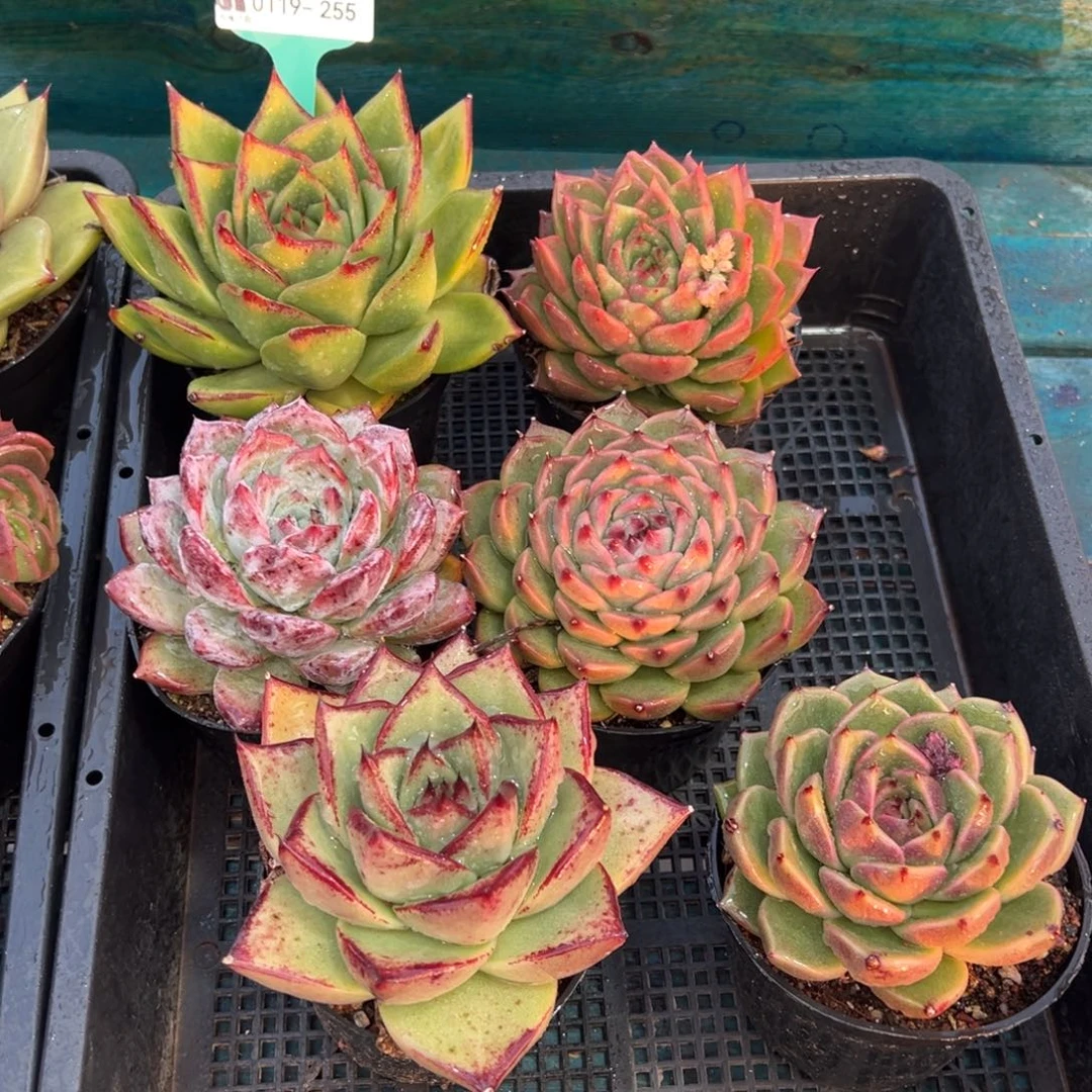 从前慢多肉精选编号0119.255