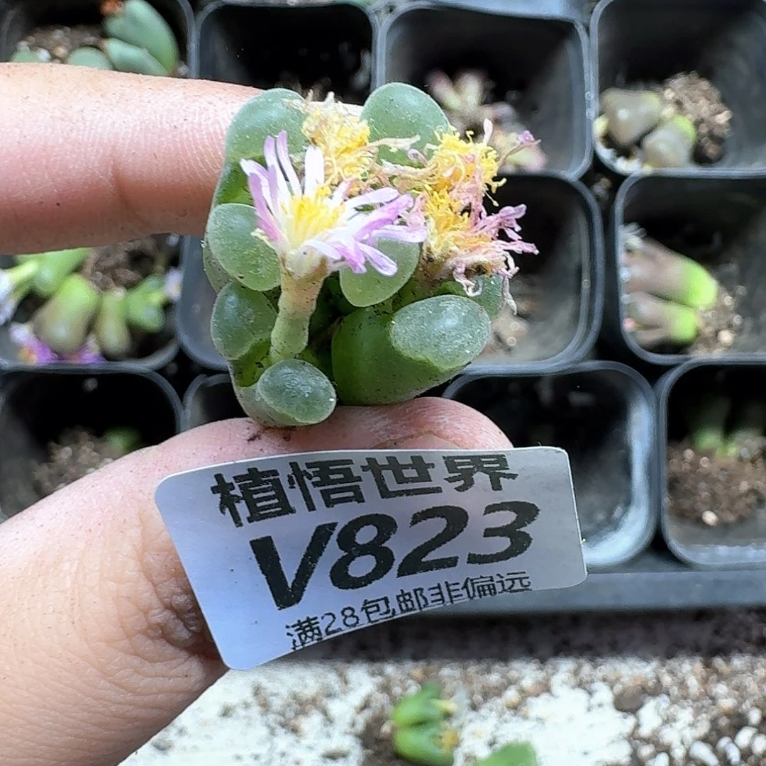 多肉植物的润泽rgb
