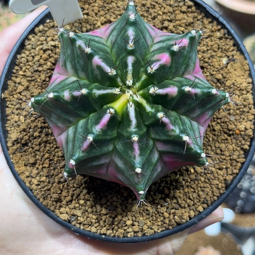 全品粉白臀————————