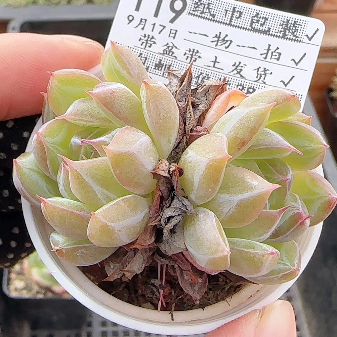 多肉0917--119雪花珍妮双头
