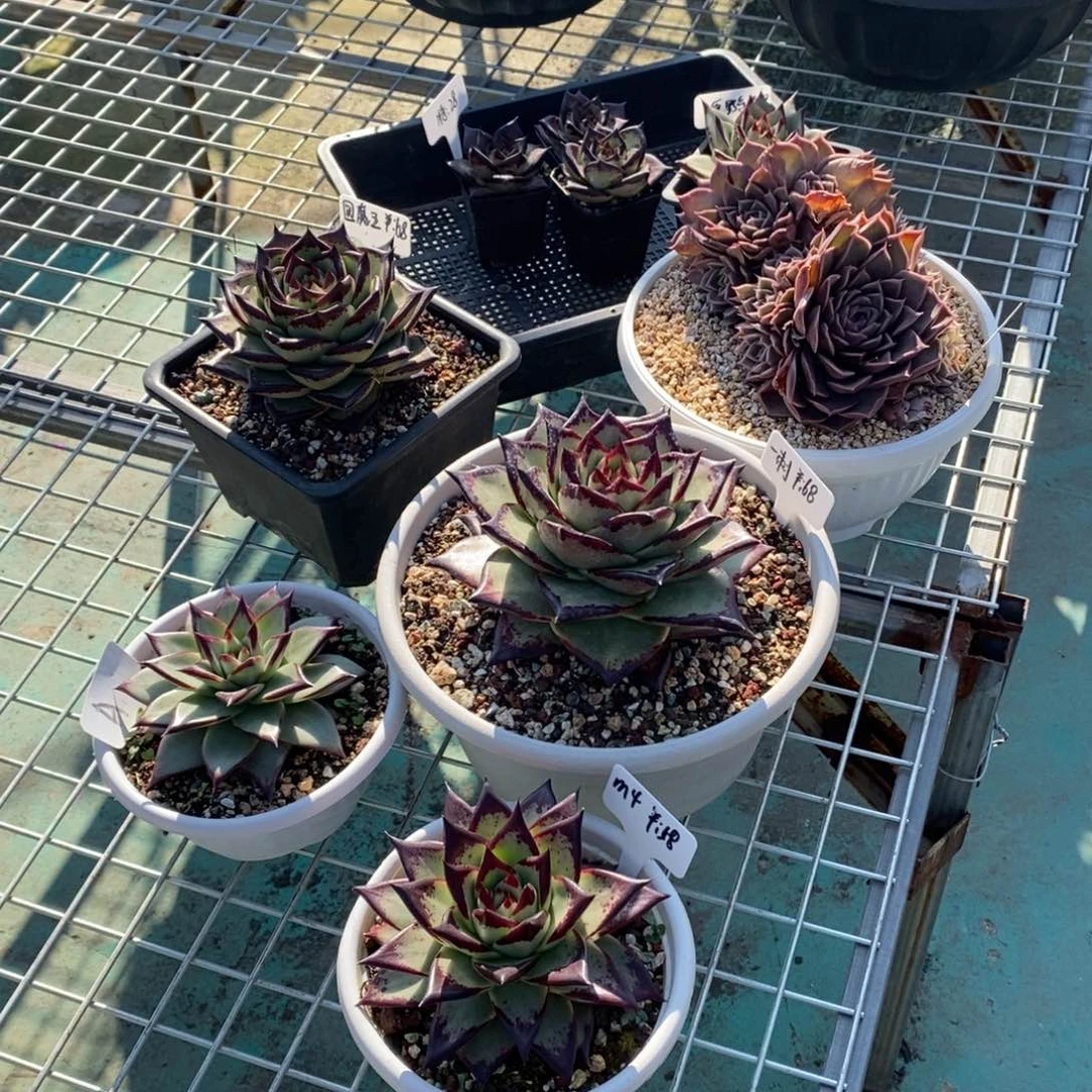 ღ***美乌打包B-25.12.2