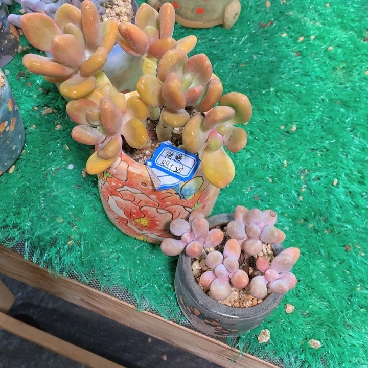 慢***馒慢慢    芒果奶    香水手指
