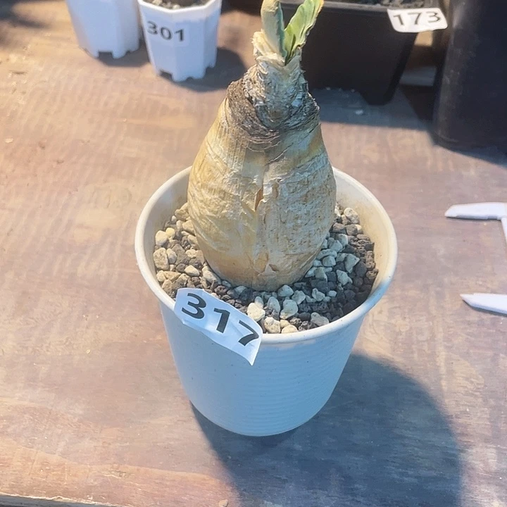 317产地大巨凤之卵