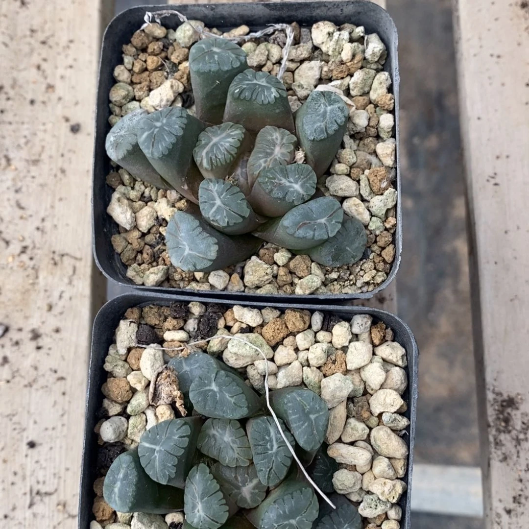 5106 一颗紫万象。 炸弹福利
